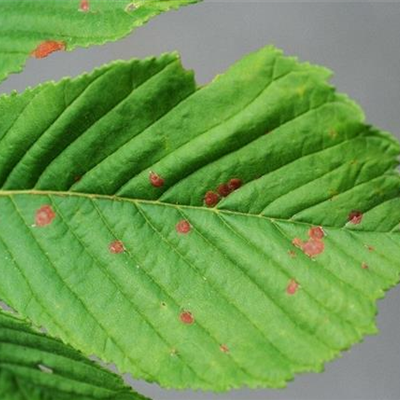 Blattbräune an Rosskastanien