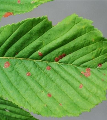 Blattbräune an Rosskastanien