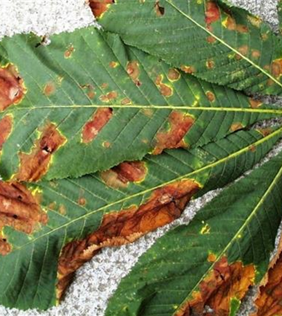 Blattbräune an Rosskastanien