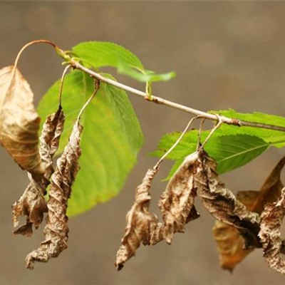 Blattbräune an Süßkirschen und Vogelkirschen