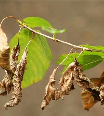 Blattbräune an Süßkirschen und Vogelkirschen