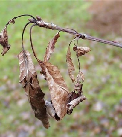 Blattbräune an Süßkirschen und Vogelkirschen