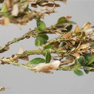 Schildläuse an Buchsbaum