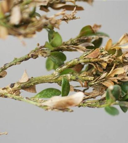 Schildläuse an Buchsbaum