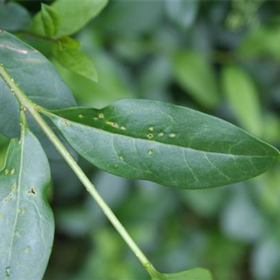 Blattdeformationen an Gehölzen durch Wanzenbefall