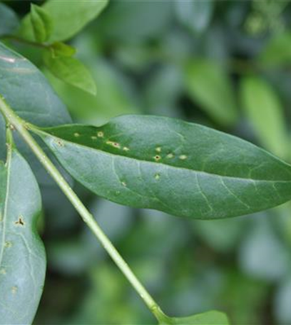 Blattdeformationen an Gehölzen durch Wanzenbefall