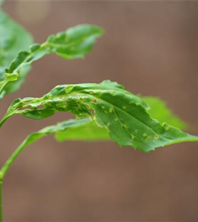 Blattdeformationen an Gehölzen durch Wanzenbefall