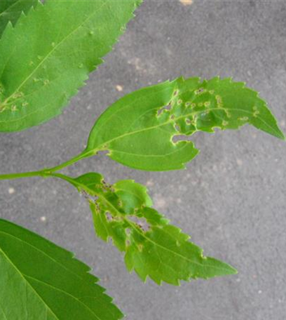 Blattdeformationen an Gehölzen durch Wanzenbefall