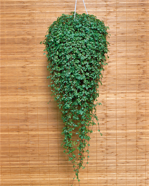 Pilea depressa, Kriechende Kanonierblume