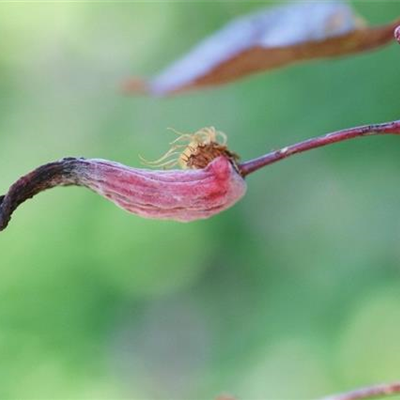 Blattfall und Triebdeformation bei Kirschpflaumen