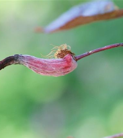 Blattfall und Triebdeformation bei Kirschpflaumen