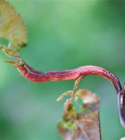 Blattfall und Triebdeformation bei Kirschpflaumen