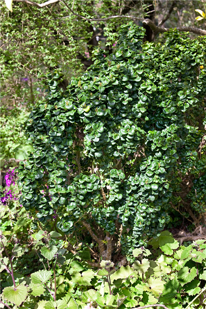 Ligustrum-japonicum-Rotundifolium-1200x630-proportionalbiggest.webp