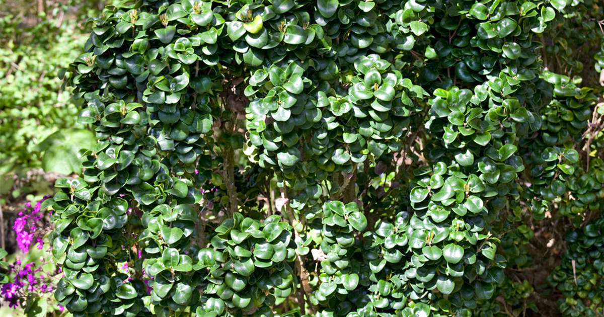 philodendron velvet leaf Velvet Leaf: Philodendron Micans - 6" Pot