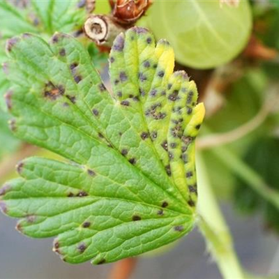 Blattfallkrankheit bei Stachelbeeren