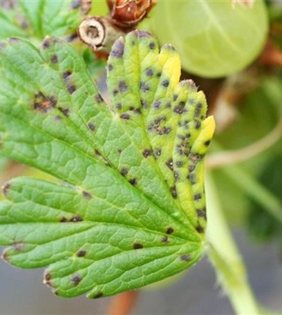 Blattfallkrankheit bei Stachelbeeren