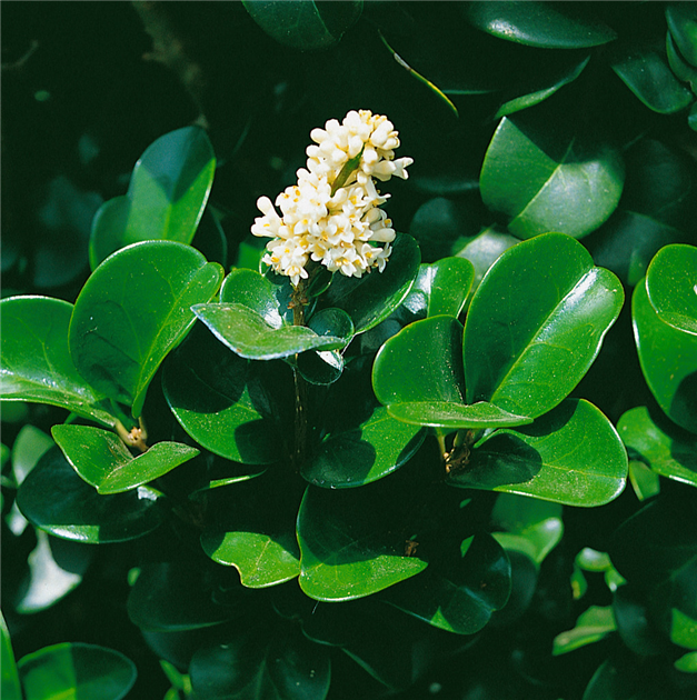 Ligustrum-japonicum-Rotundifolium-1200x630-proportionalbiggest.webp