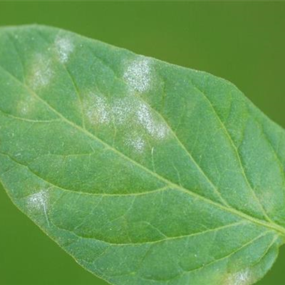 Echter Mehltau an Tomaten