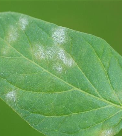 Echter Mehltau an Tomaten