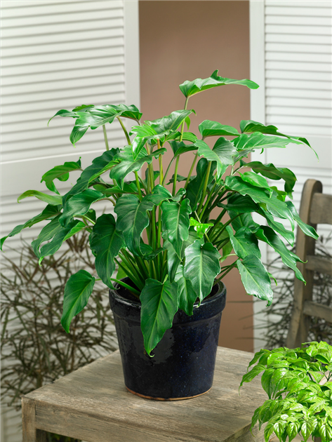 Philodendron-Xanadu-in-pot-1200x630-proportionalbiggest.webp