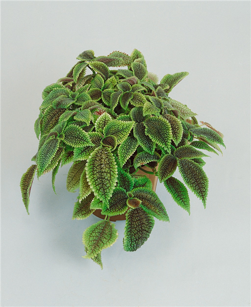 a monstera plant Monstera ‘Mint’ for Sale – Logee's Plants