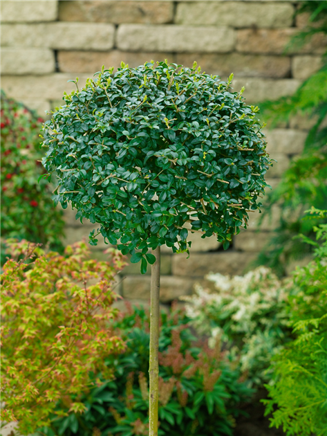 was ist ein philodendron Philodendron mexicanum – Foliage Factory main image 0
