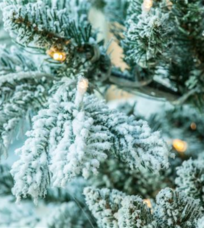 Licht ins Dunkel: Den Garten weihnachtlich dekorieren