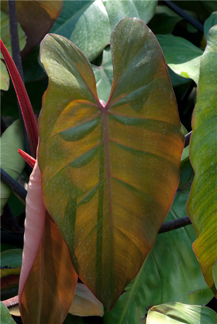 philodendron jungle Philodendron Jungle Boogie main image 1