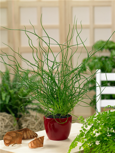 Juncus effusus 'Spiralis', Spiralige Garten-Binse