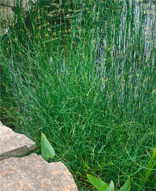 Juncus effusus 'Spiralis', Spiralige Garten-Binse