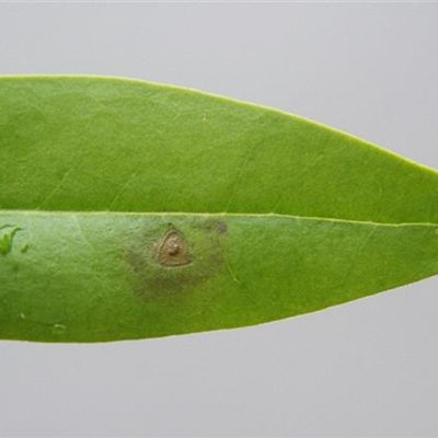 Blattflecken an Liguster