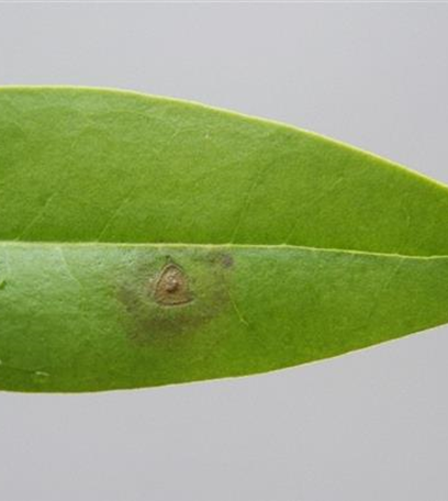 Blattflecken an Liguster