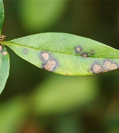 Blattflecken an Liguster