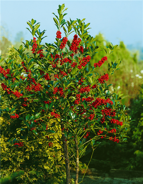 taxus rising star Taxus Baccata Rising Star 80-100cm