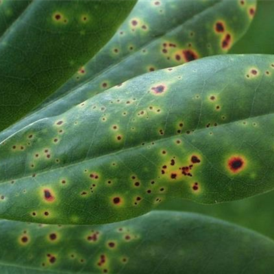 Blattflecken an Rhododendron