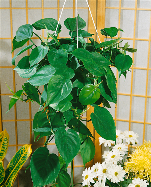 PHILODENDRON-SCANDENS-1200x630-proportionalbiggest.webp