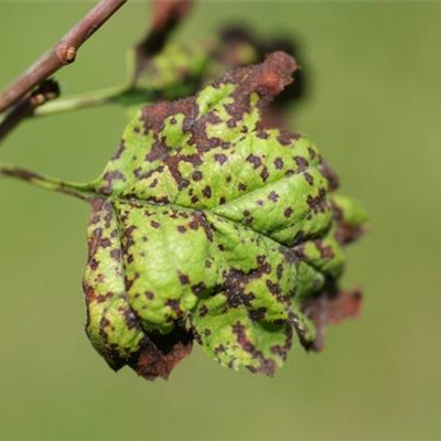 Blattflecken an Rotdorn