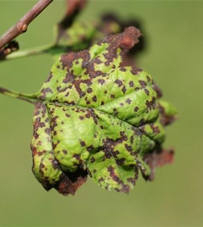 Blattflecken an Rotdorn