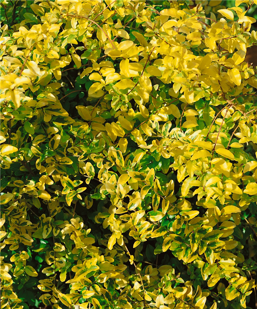 Ligustrum ovalifolium 'Lemon and Lime', Buntlaubiger Liguster 'Lemon and  Lime'