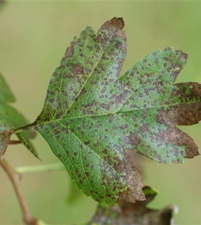 Blattflecken an Rotdorn