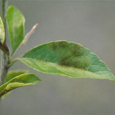 Blattflecken und Vergilbungen
