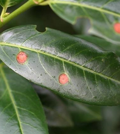 Blattflecken und Vergilbungen