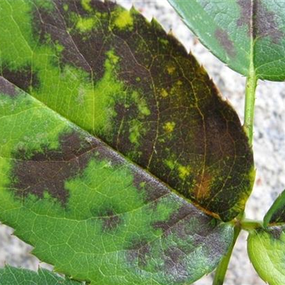 Sternrußtau an Rosen