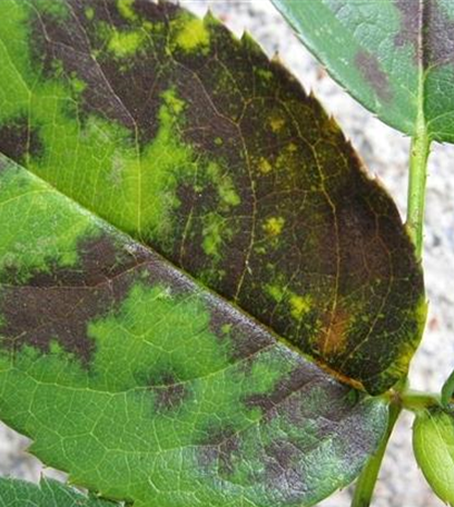 Sternrußtau an Rosen