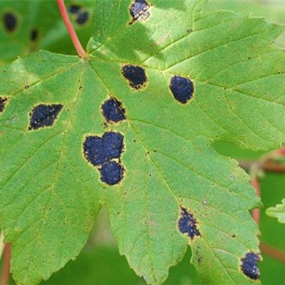 Teerfleckenkrankheit an Lorbeerkirschen