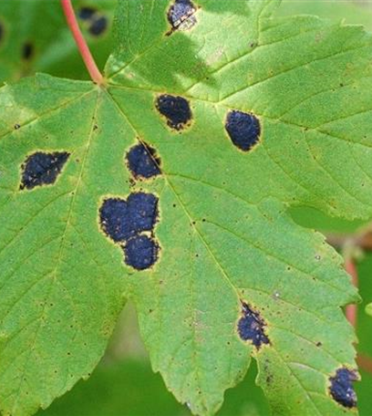 Teerfleckenkrankheit an Lorbeerkirschen