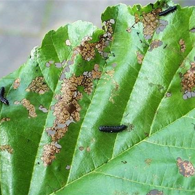 Blattkäfer an Erlen