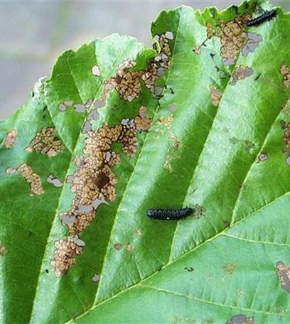 Blattkäfer an Erlen