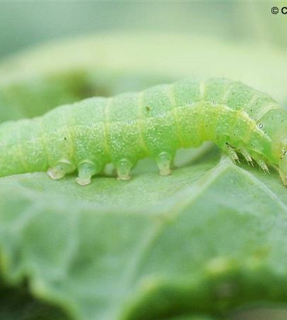 Raupen an Kohl