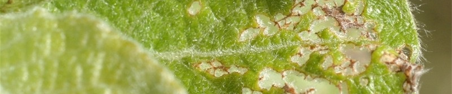 Salixblattkflohschadbild2-800x600
